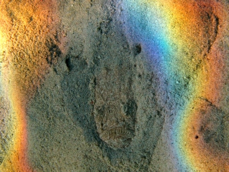 Uranoscopus scaber (Pesce prete)